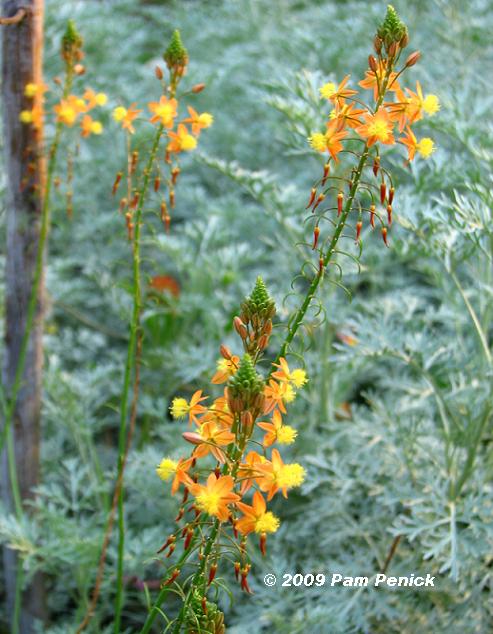 Silver and gold coloring the garden